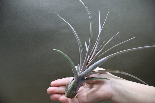ストレプトフィラ × ノバキー Sサイズ13号 | air-plants TENGU-DO ストレプトフィラ × ノバキー Sサイズ13号 | air-plants TENGU-DO