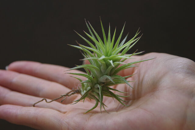 フンキアナ × イオナンタ バンハイニンギー 02号 | air-plants TENGU-DO