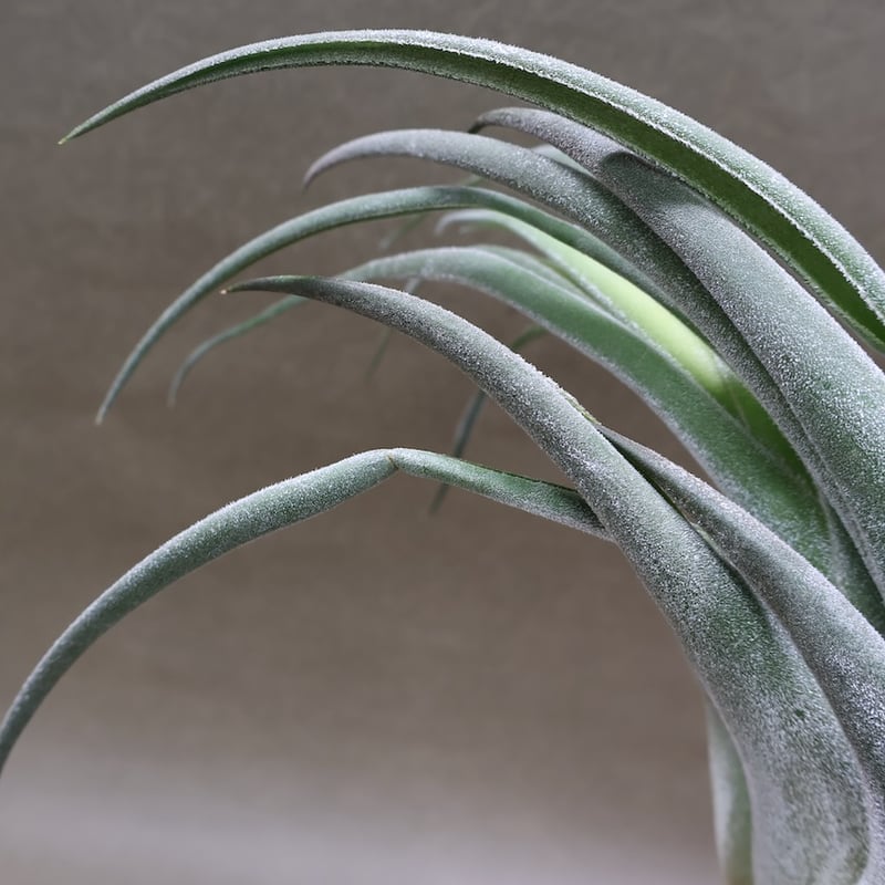 セレリアナ トリコームレス XL size 01号 | air-plants TENGU-DO