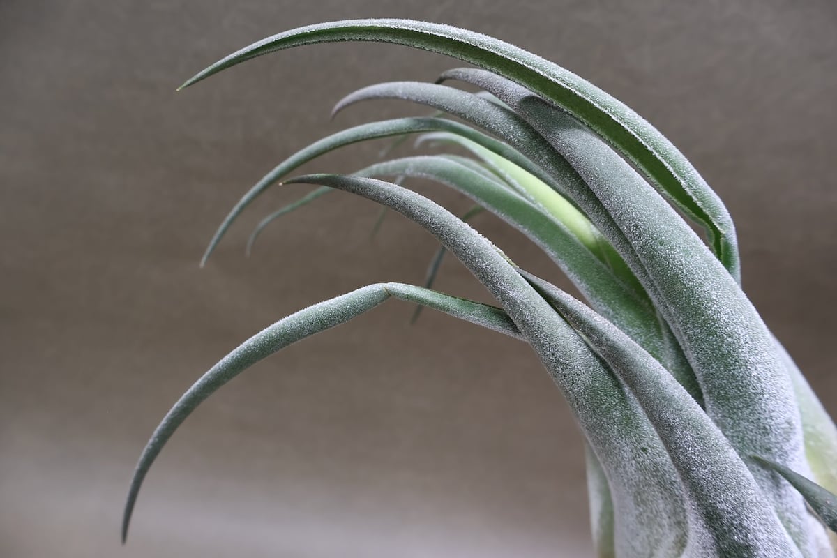 セレリアナ トリコームレス XL size 01号 | air-plants TENGU-DO
