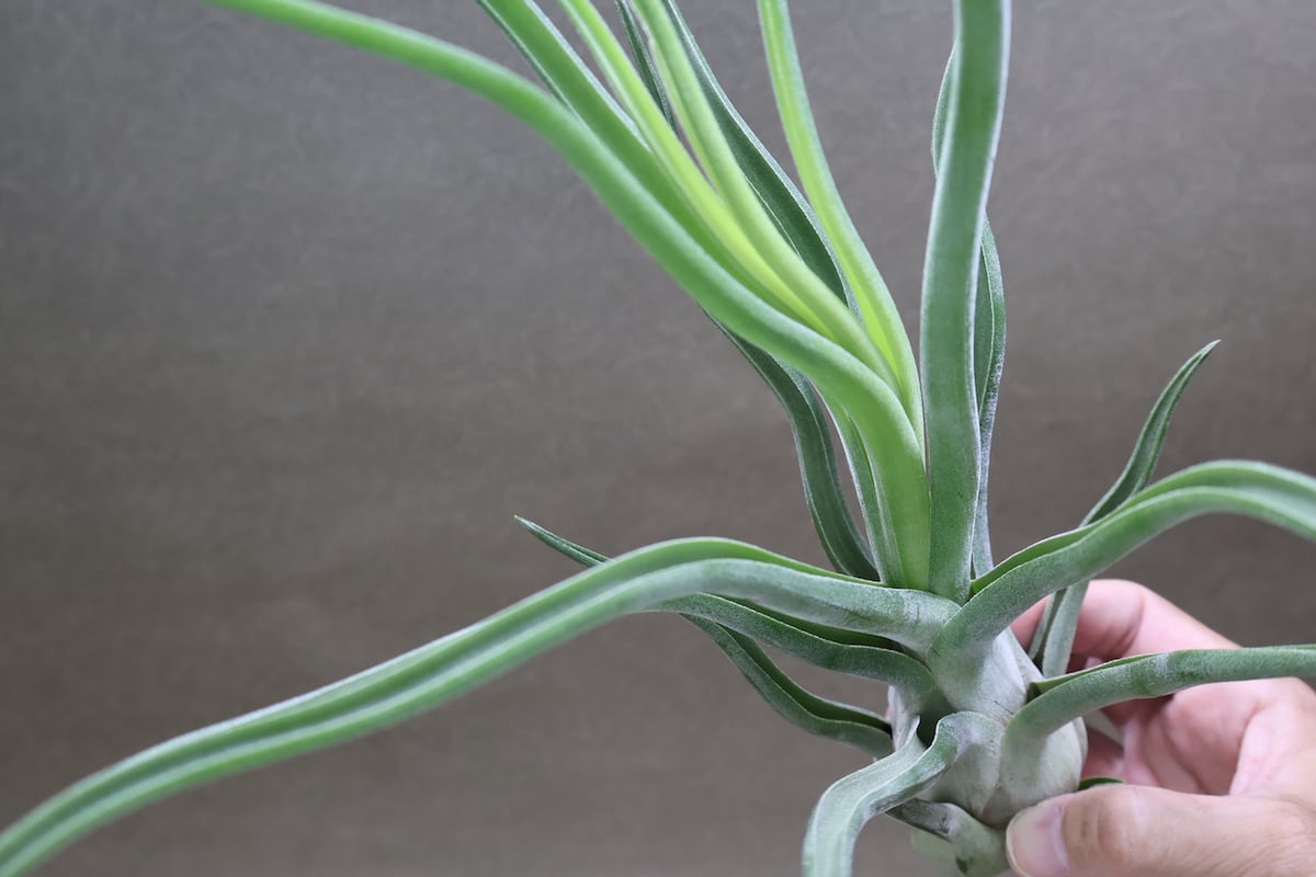 ショータイム （ ブルボーサ × ストレプトフィラ ）Lサイズ33号 | air