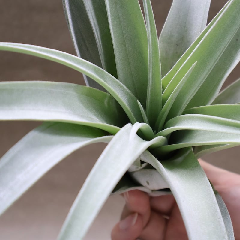 パドレ（ローランドゴッセリニーxチアペンシス）05号 | air-plants