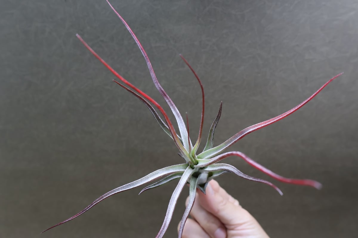 〈菫〉Tillandsia イオナンタ バンハイニンギー x ブルボーサベリーズ ブルボーサ × イオナンタバンハイニンギー 03号 | air-plants TENGU-DO