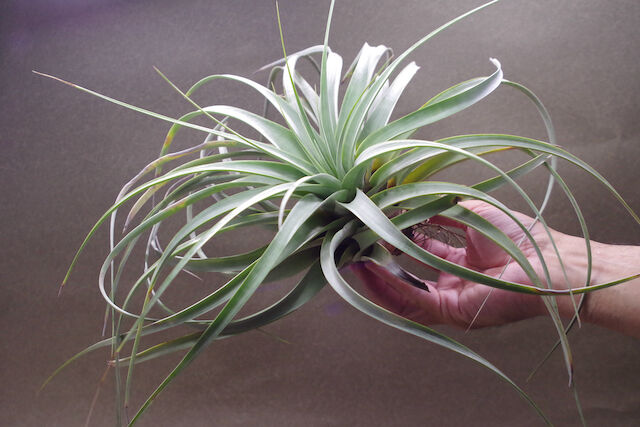 トマセリー 03号 | air-plants TENGU-DO
