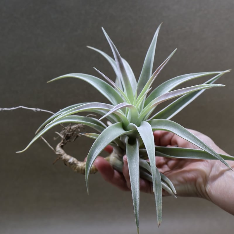 ホンジュレンシス 08号 | air-plants TENGU-DO