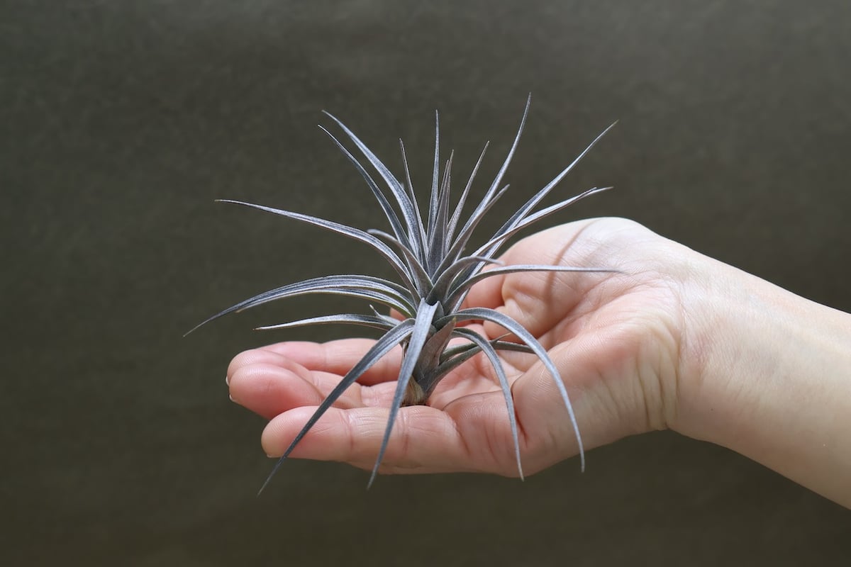 百味菜々　コエランス ART 本 百味菜々 コエランス