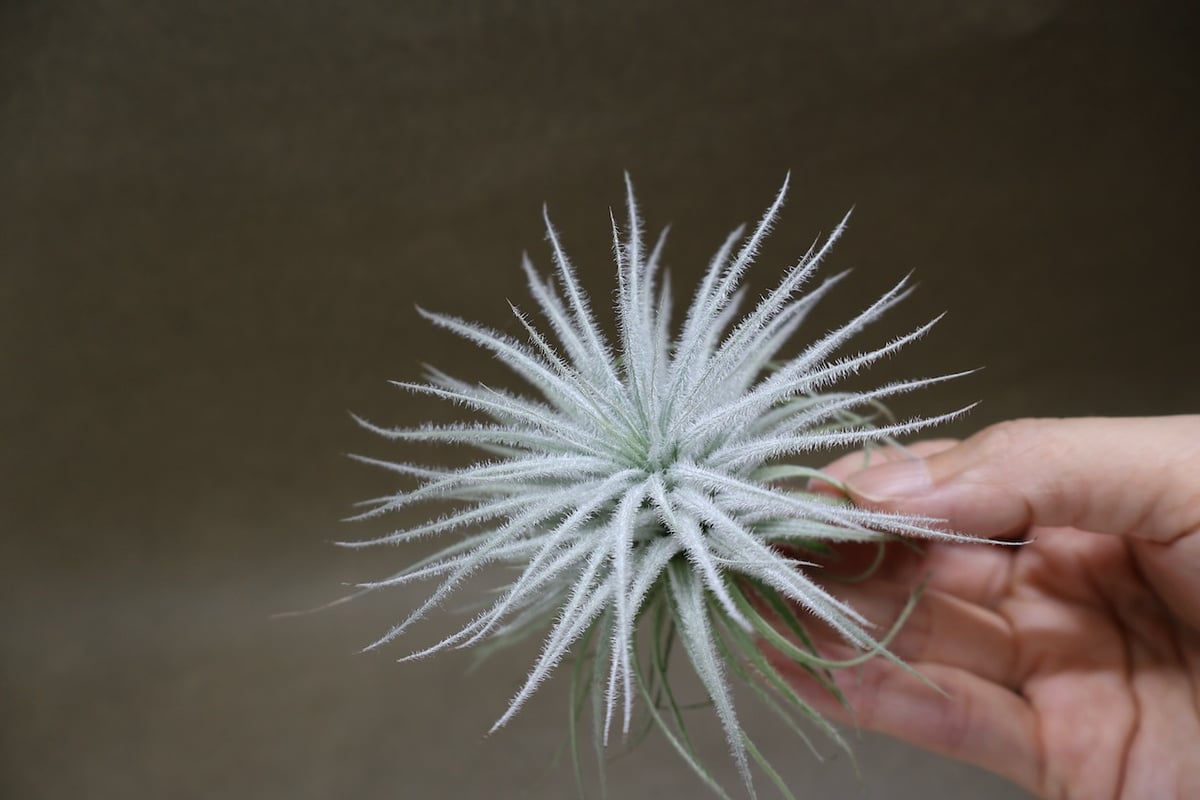 テクトラム 子株付き 01号 | air-plants TENGU-DO
