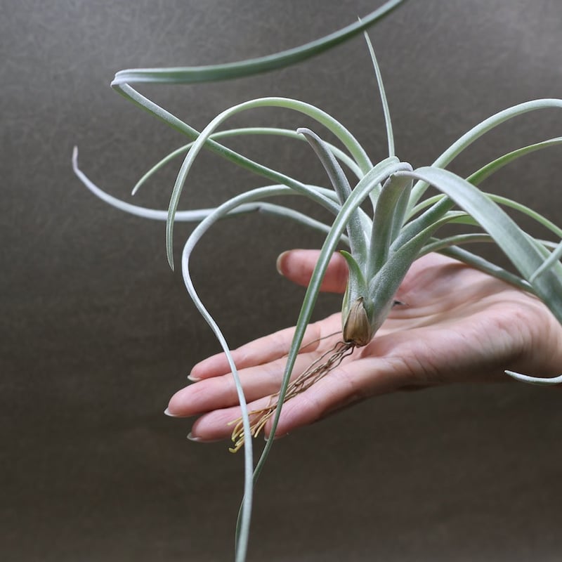 エクセルタ 16号 | air-plants TENGU-DO