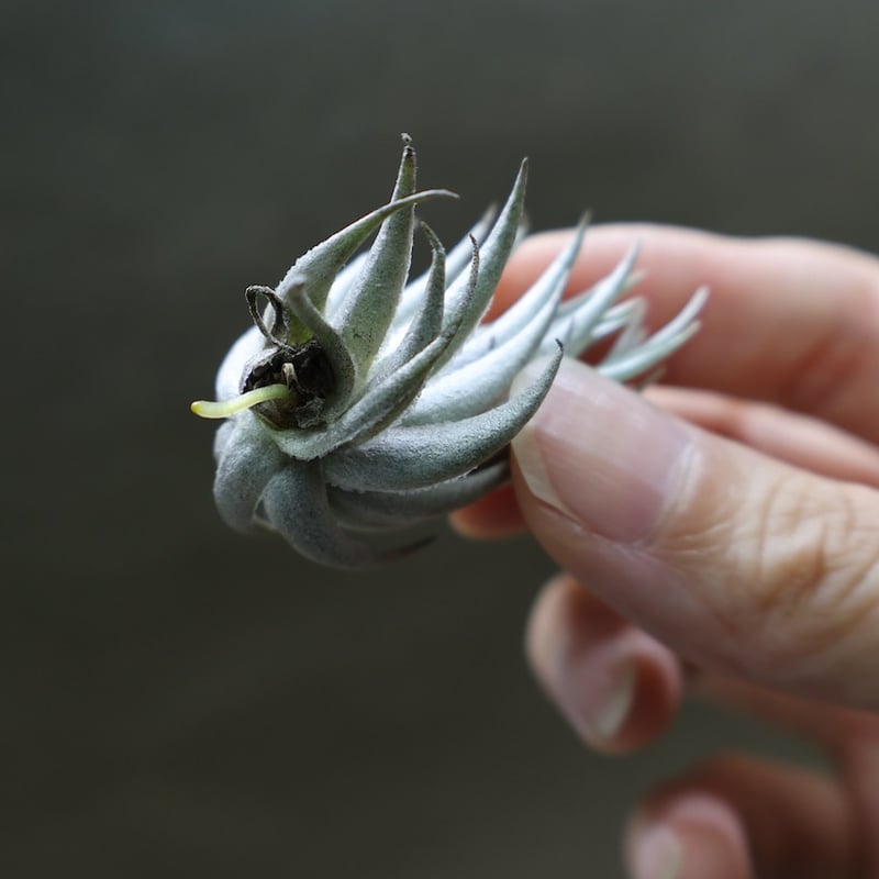 ピアウイエンシス 06号 | air-plants TENGU-DO