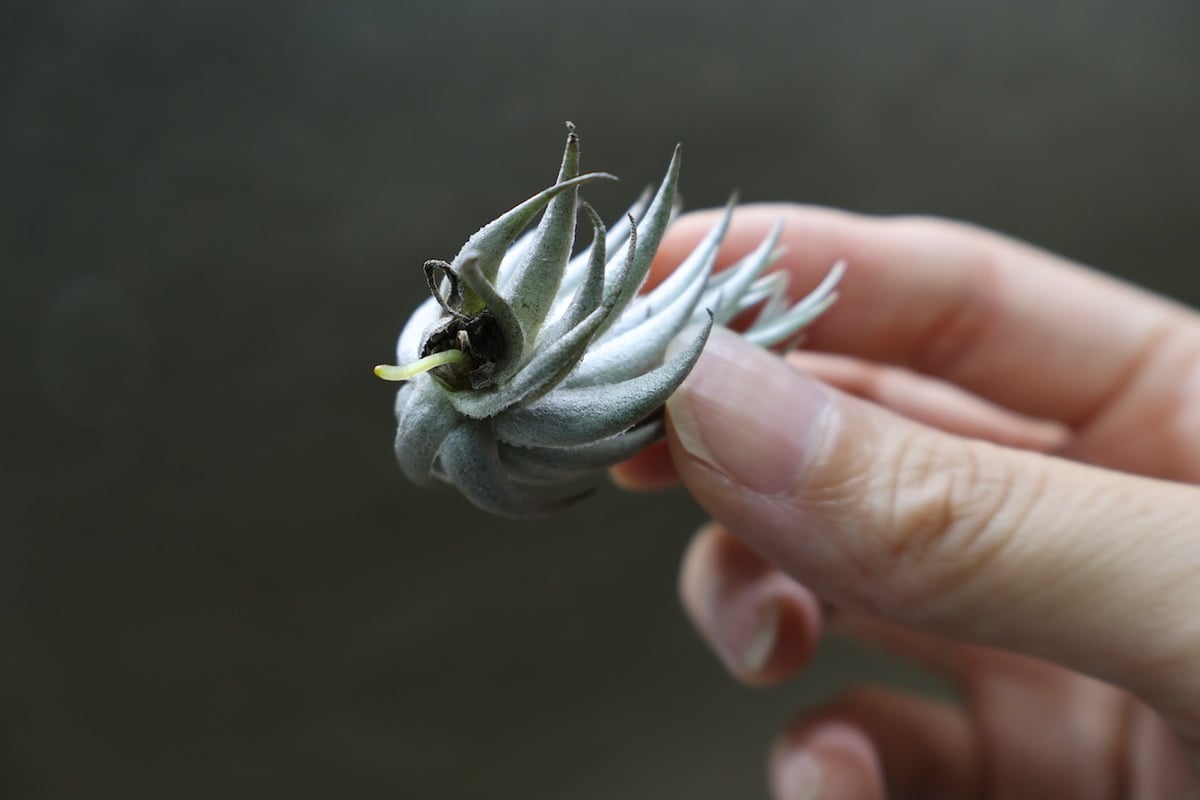 ピアウイエンシス 06号 | air-plants TENGU-DO