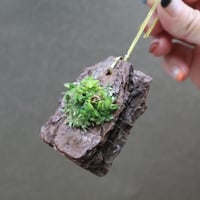 デンドロビウム トレッサエ 05号