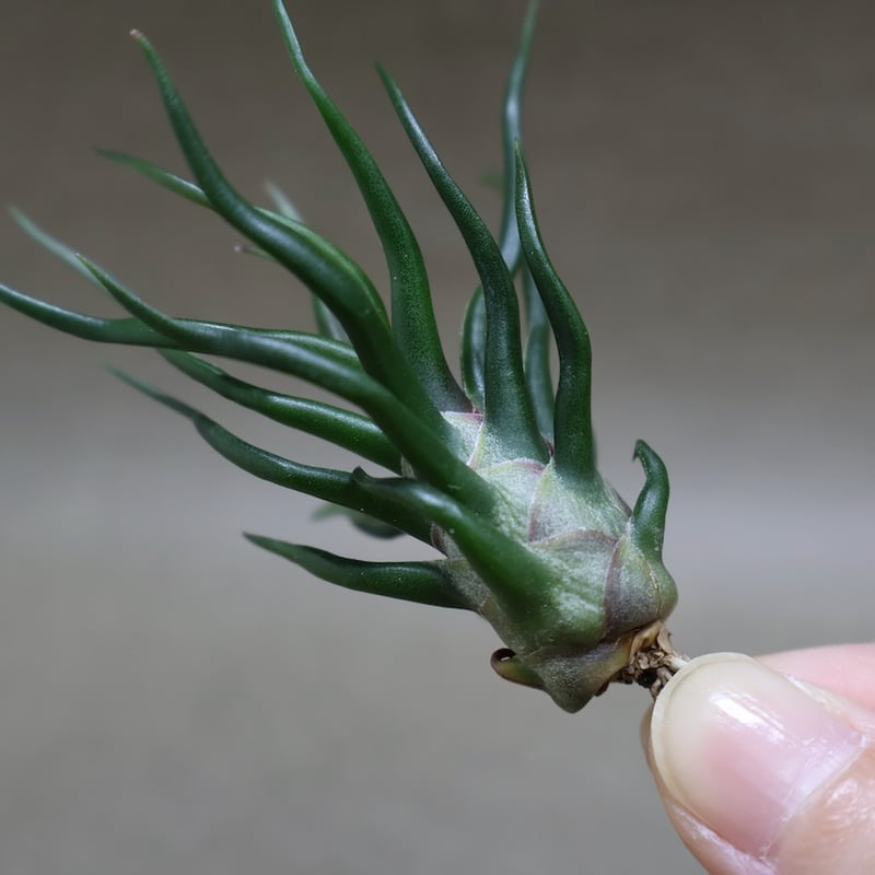 ブルボーサ タイニーダンサー | air-plants TENGU-DO