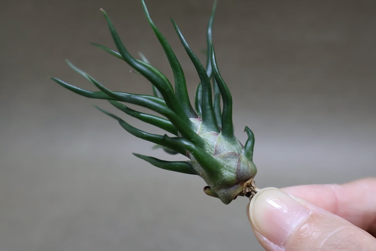 ブルボーサ タイニーダンサー | air-plants TENGU-DO