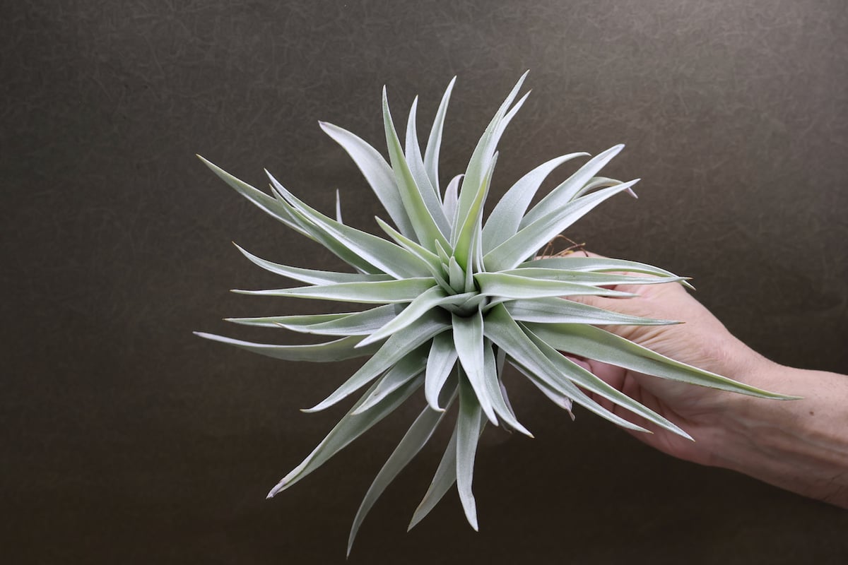 チランジア ハリシー × キセログラフィカ ハリシー × キセログラフィカ 01号 | air-plants TENGU-DO