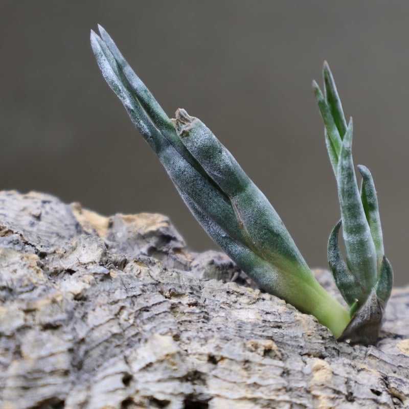 スブリフェラ Sサイズ01号 | air-plants TENGU-DO