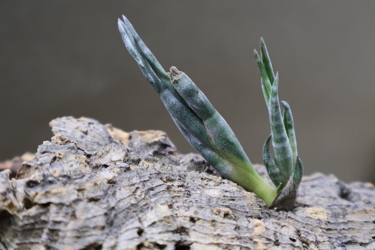 スブリフェラ Sサイズ01号 | air-plants TENGU-DO