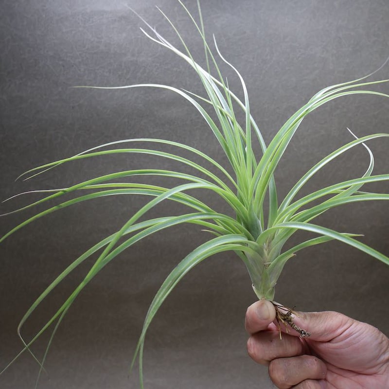 バルビシアナ × ベルティナ 06号 | air-plants TENGU-DO