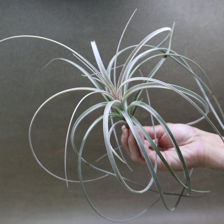 CATEGORY エアープランツ（ティランジア） | air-plants TENGU-DO