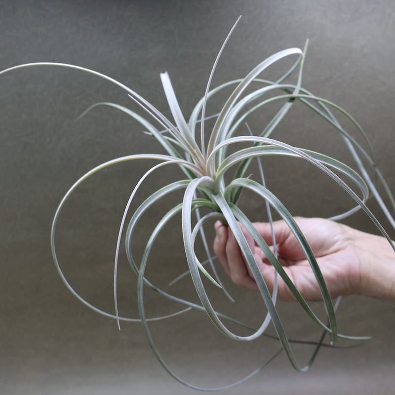 エクセルタ 19号 | air-plants TENGU-DO