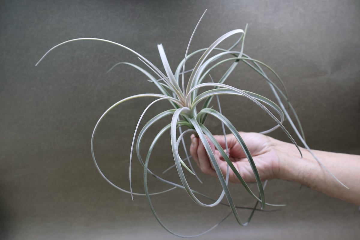 エクセルタ 19号 | air-plants TENGU-DO