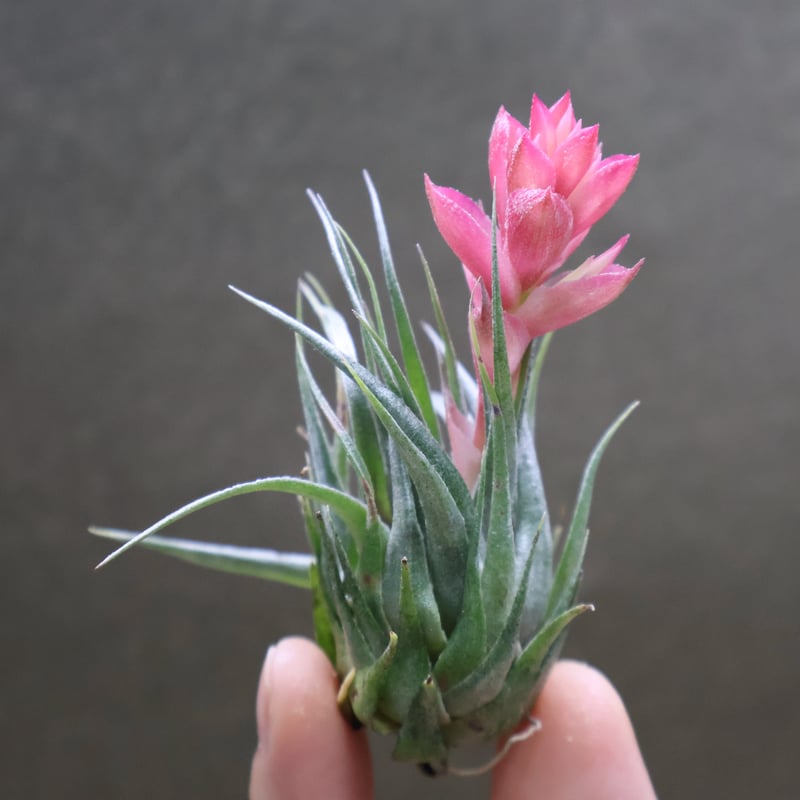 チランジア　カウツキー fit=scale-down,w=1200