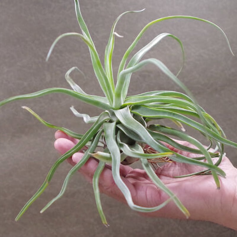 ストレプトフィラ × セレリアナ） × ショータイム 05号 | air-plants TE