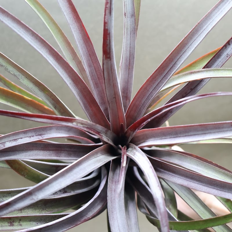 カピタータ ドミンゲンシス XL 35号 | air-plants TENGU-DO