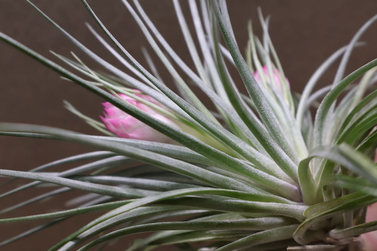 ストリクタ 花芽付き 01号 | air-plants TENGU-DO