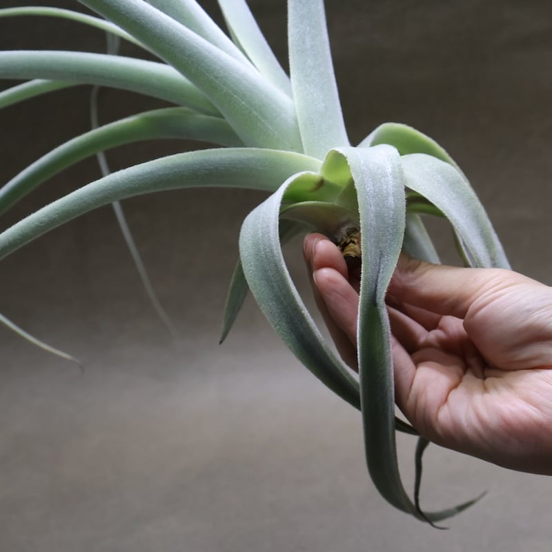 ストラミネア 16号 | air-plants TENGU-DO