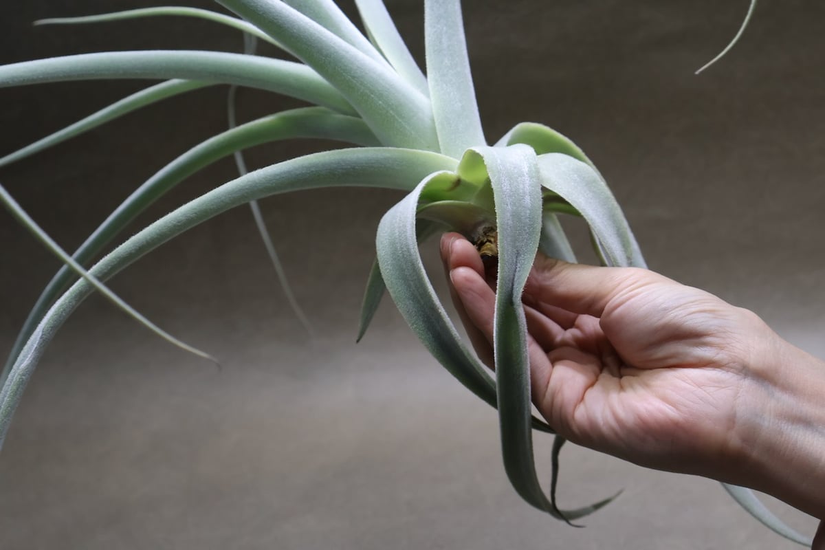 ストラミネア 16号 | air-plants TENGU-DO