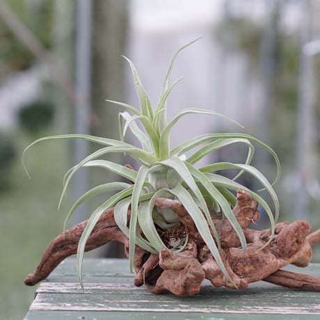 ブロメリア・エアープランツ Curly Slim x Bird Rock Elegance T5118 楽天市場】観葉植物：チランジア エアープランツ カーリースリム