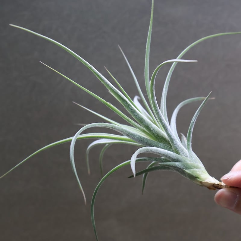 【まぁ様確認用】　イオナンタ ストリクタ Amazon｜ティランジア イオナンタ ストリクタ Tillandsia ionantha var