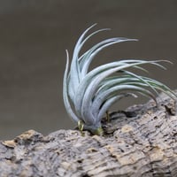 カルミネア 22号 | air-plants TENGU-DO