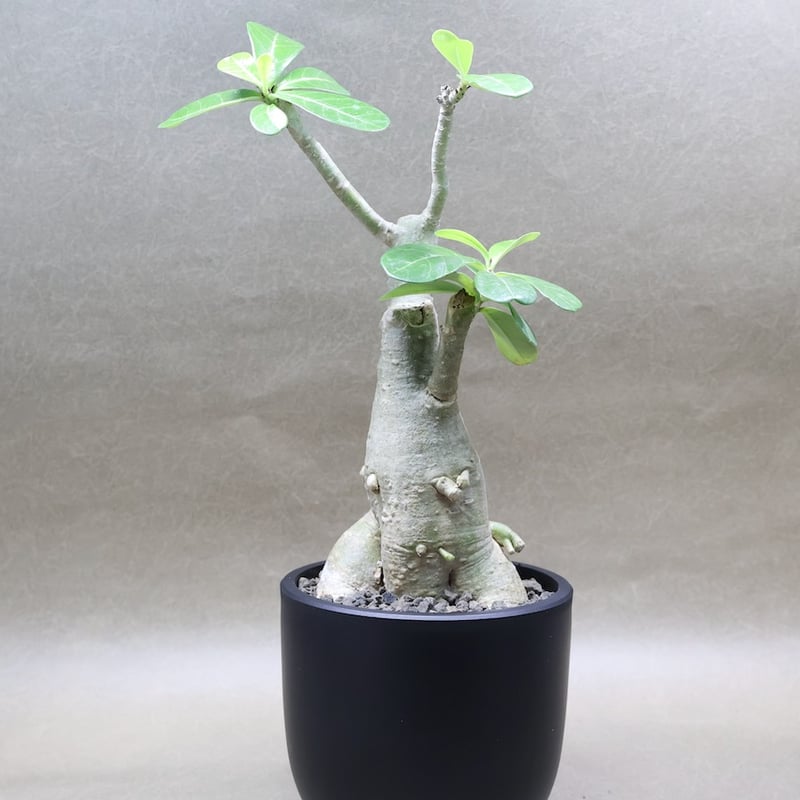 アデニウム オベスム 07号 （鉢サイズ：3.5号程度） | air-plants TENG