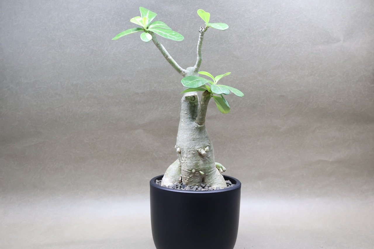 アデニウム オベスム 07号 （鉢サイズ：3.5号程度） | air-plants TENG