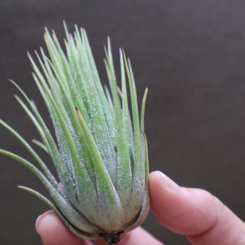 イオナンタ パインコーン 16号 | air-plants TENGU-DO イオナンタ パインコーン 16号 | air-plants TENGU-DO