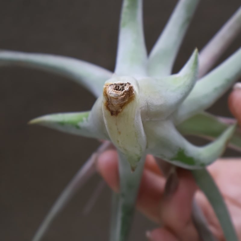 キセログラフィカ × イオナンタバンハイニンギー 04号 | air-plants