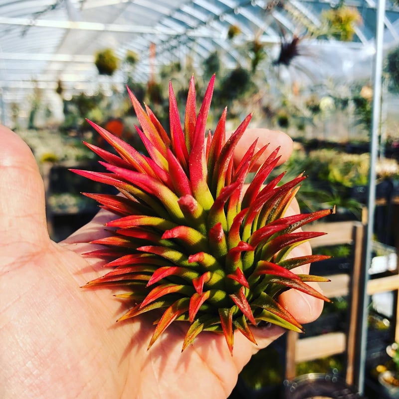 マヤンベース （ イオナンタ選抜種）13号 | air-plants TENGU-DO