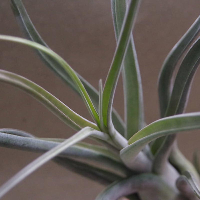 ゴルゴン 02号 | air-plants TENGU-DO