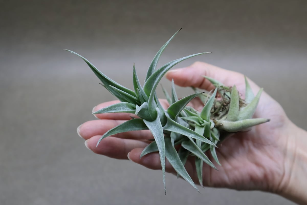 Tillandsia edithae チランジア エディシアエ 大株 エディシアエ 68号