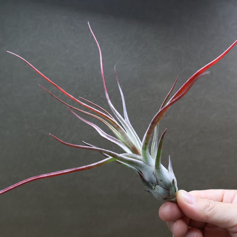 〈菫〉Tillandsia イオナンタ バンハイニンギー x ブルボーサベリーズ 菫〉Tillandsia イオナンタ バンハイニンギー x ブルボーサ'ベリーズ