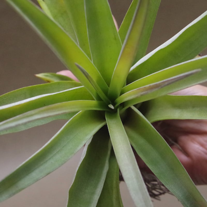 パドレ（ローランドゴッセリニーxチアペンシス）04号 | air-plants