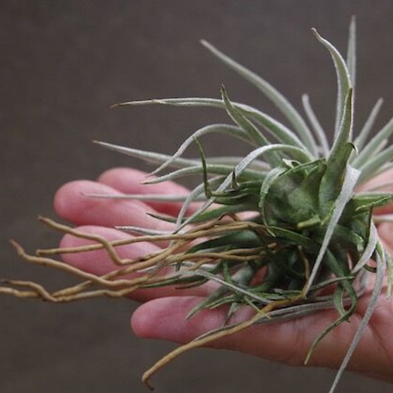 モーリアナ 18号 | air-plants TENGU-DO