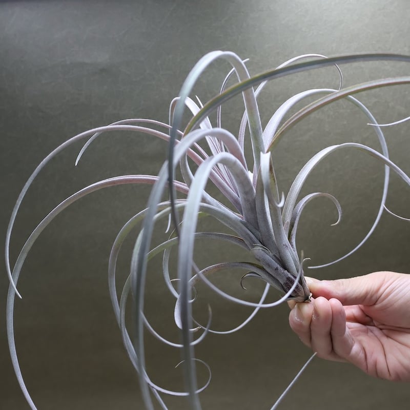 エクセルタxカピタータ ドミンゲンシス 10号 | air-plants TENGU-DO