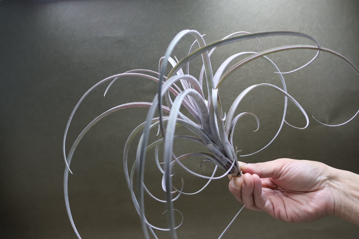 エクセルタxカピタータ ドミンゲンシス 10号 | air-plants TENGU-DO