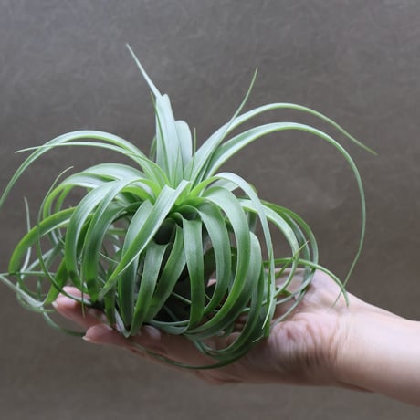 R*N様 ティランジア (ストレプトフィラ ベリーズ x チアペンシス) x デ