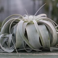 ハリシー × キセログラフィカ 01号 | air-plants TENGU-DO