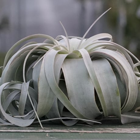 CATEGORY 品種名：U/V/W/X/Y/Z | air-plants TENGU-DO