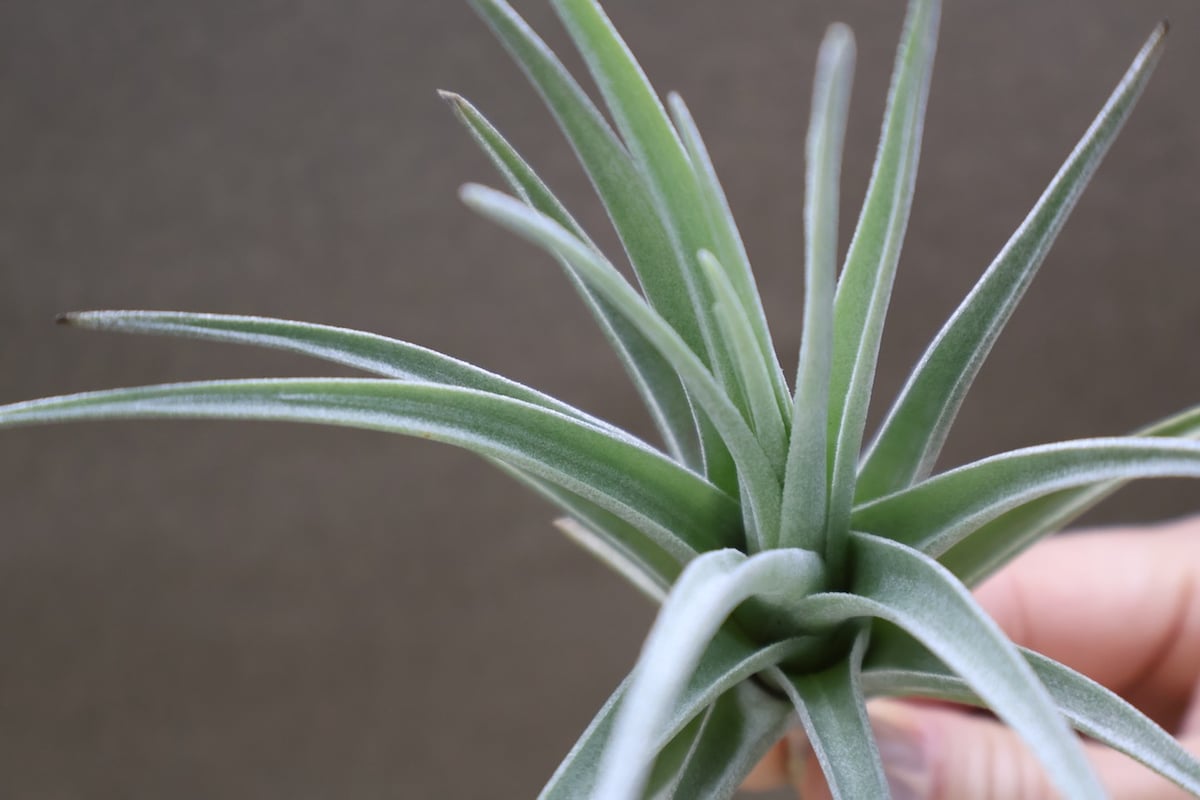 ベルメホエンシス 15号 | air-plants TENGU-DO