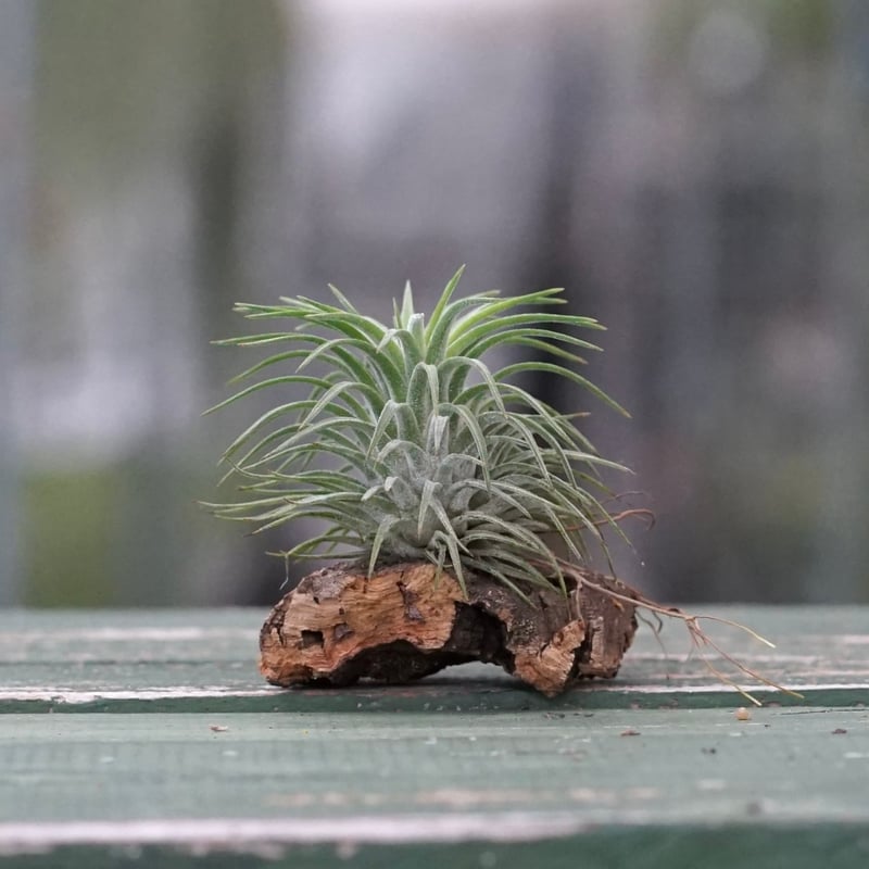 スタッフ特選】イオナンタ コルク着生 | air-plants TENGU-DO